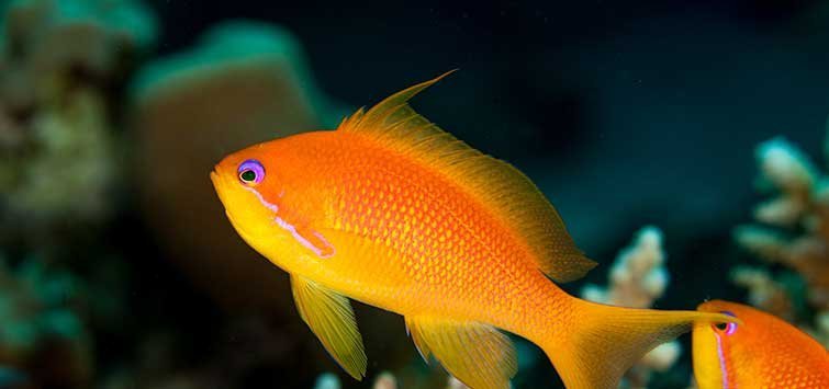 Squamipinnis Anthias FEMALE Blue Eyes AFRICA