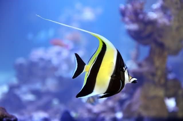 Zanclus Moorish Idol