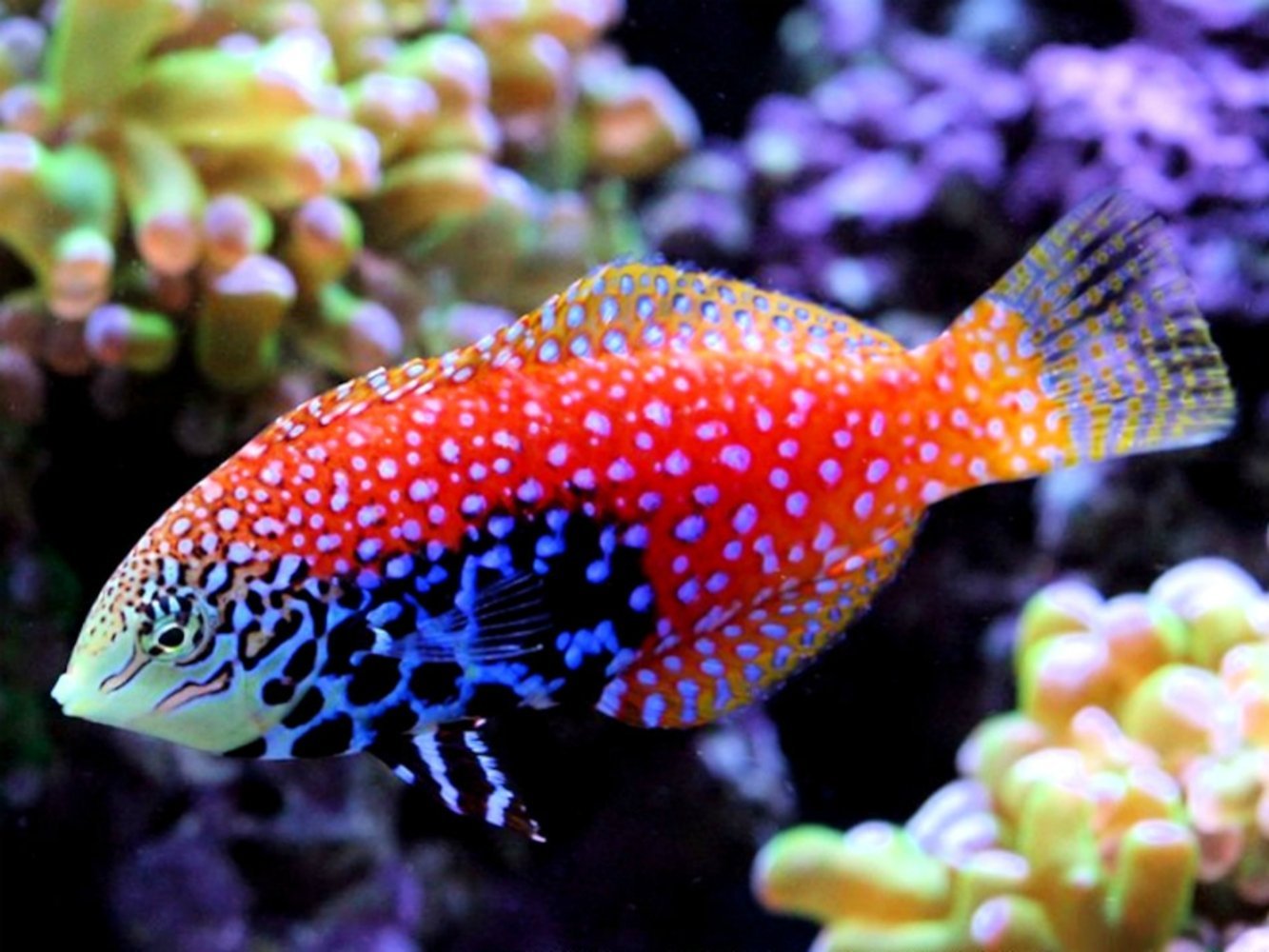 Blue Spotted Leopard Wrasse FEMALE