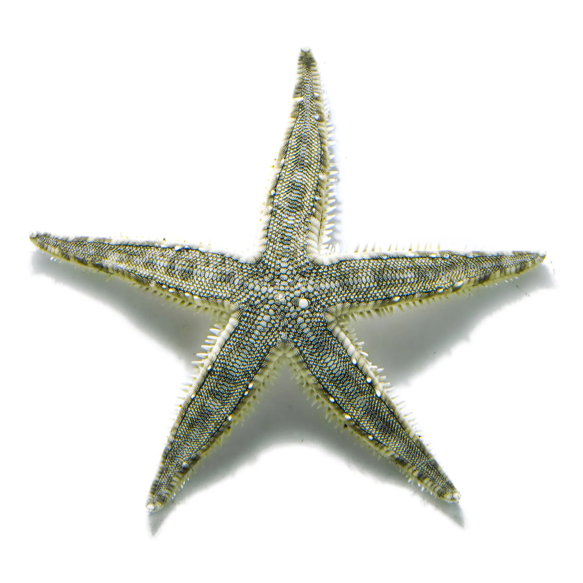 Sand Cleaner Starfish