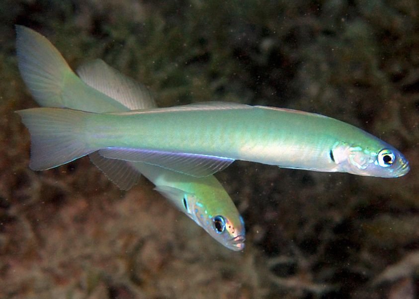 Green Silk Dartfish