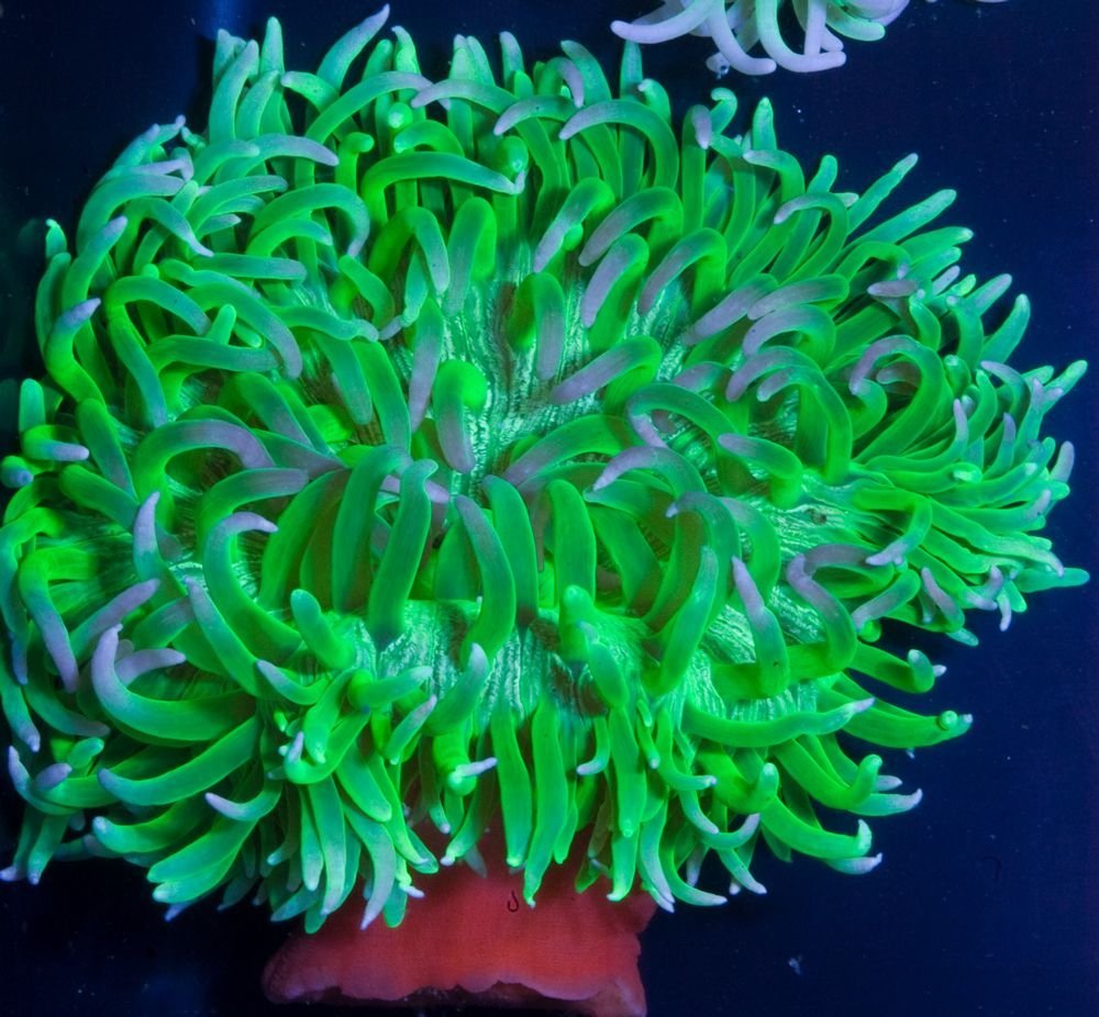 Long Tentacle Anemona Green Blue Tips