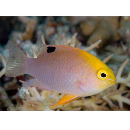 Rose Eye Spot Damsel