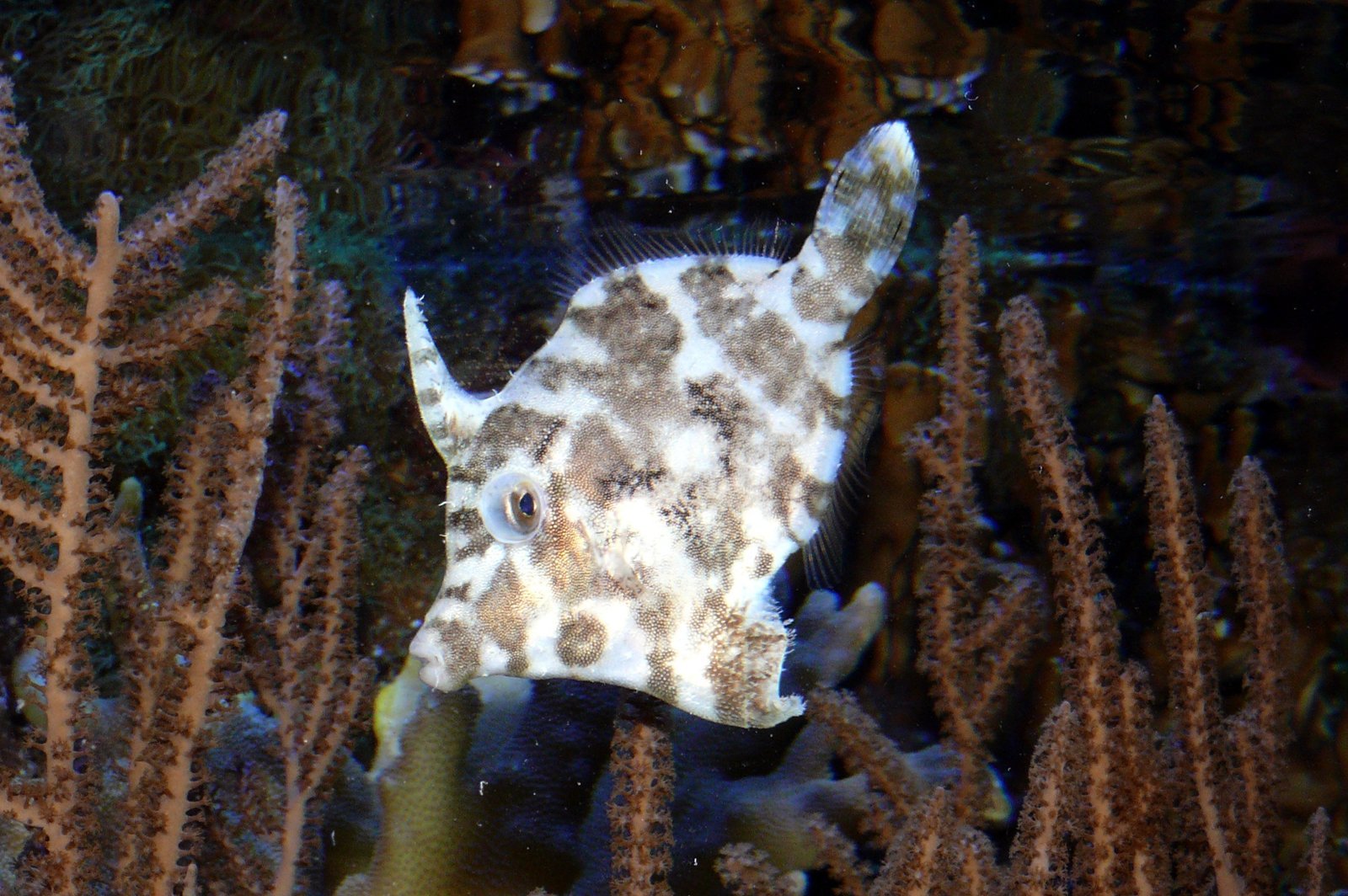 Aiptasia eating Filefish