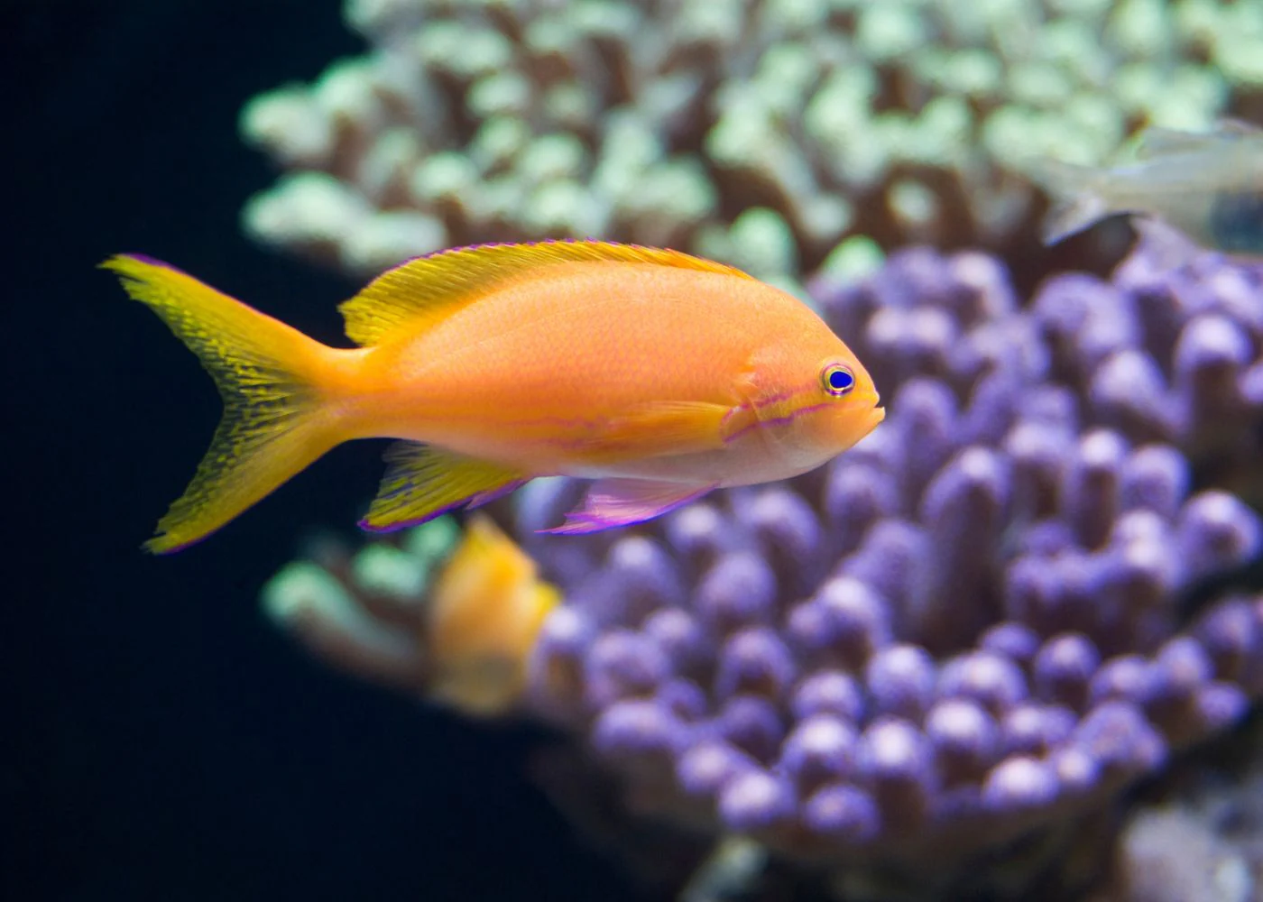 Purple Square Anthias FEMALE