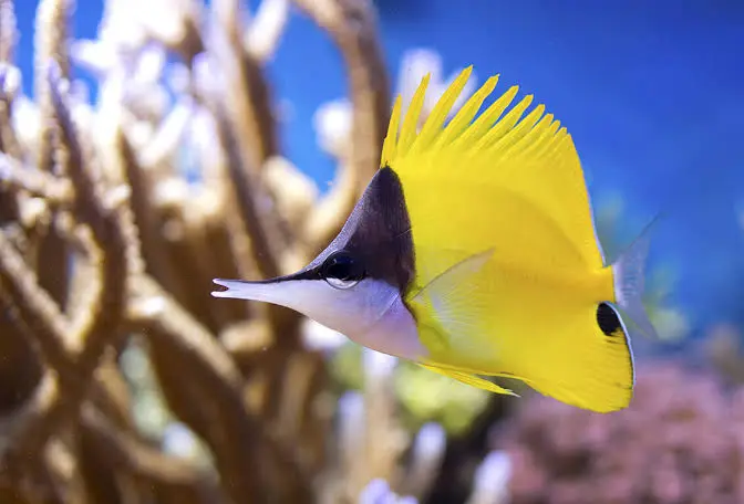 Longnose Butterfly