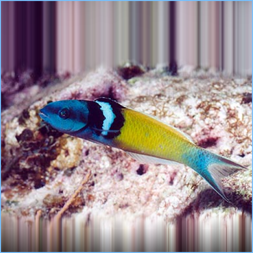 Bluehead Thalassoma