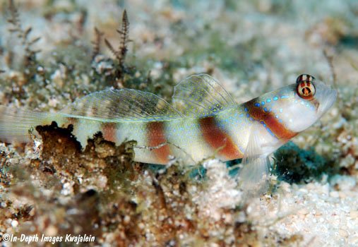 Steinitzs Goby