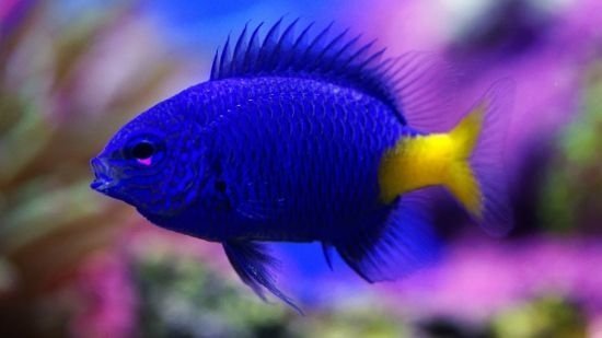 Yellow Tail Damsel